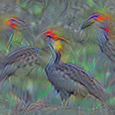 n01829413 hornbill